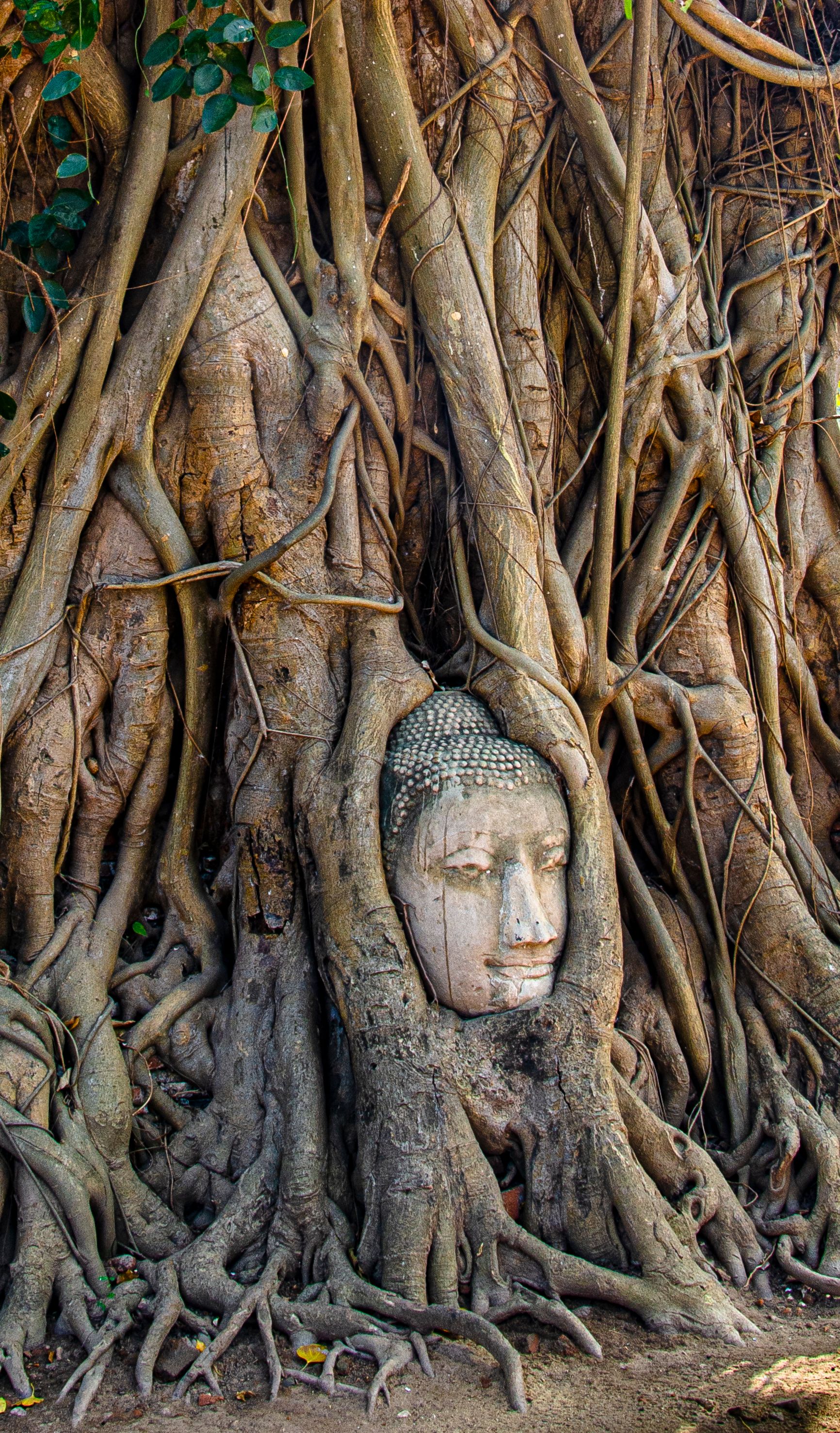 Rooted Buddha Head, Thailand