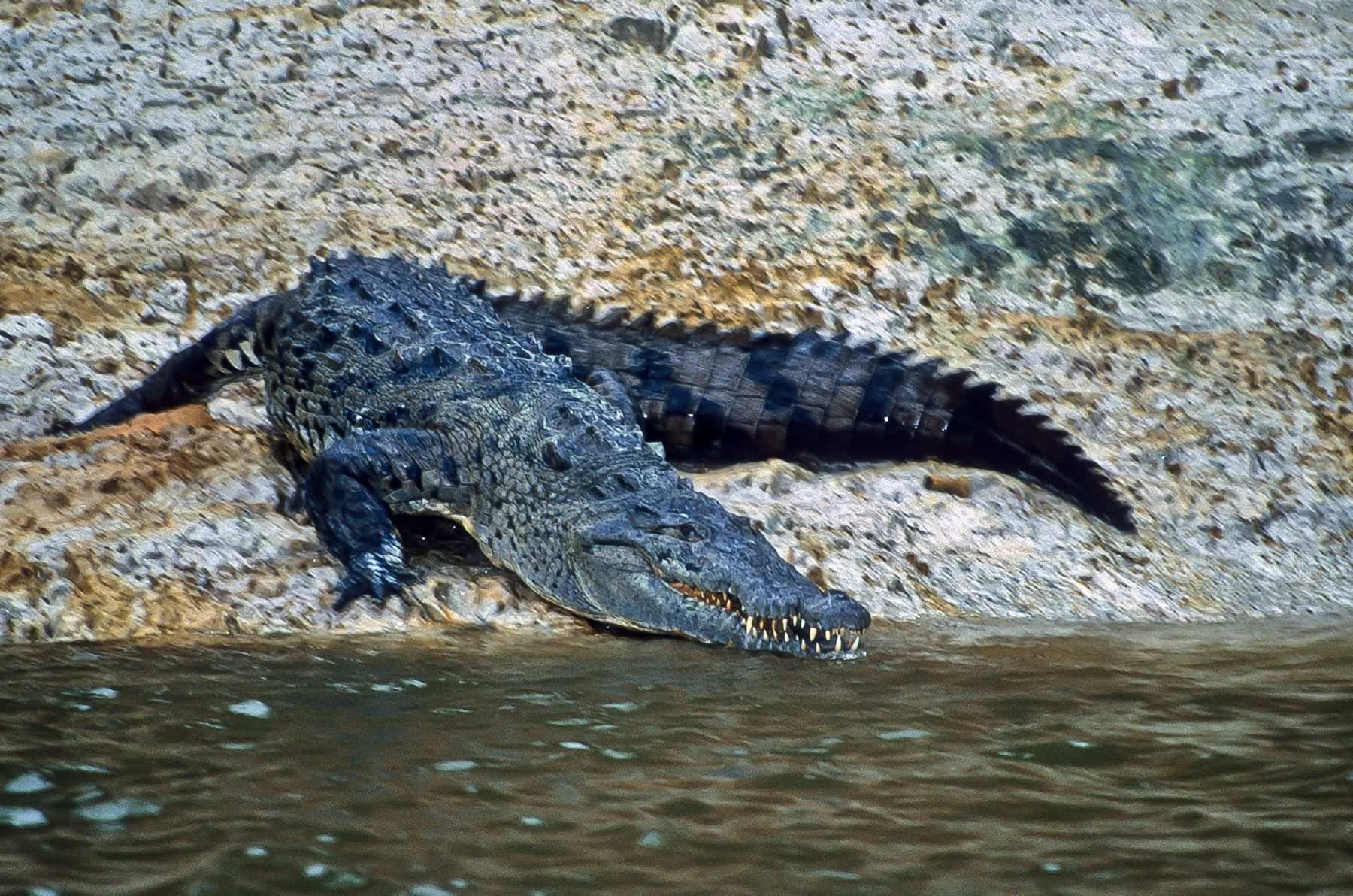 Alligator, Nicaragua