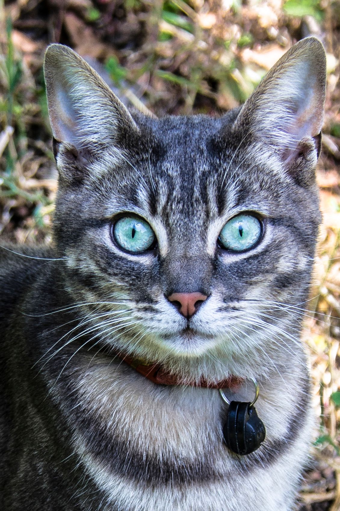 Cat eyes, Santa Cruz, CA