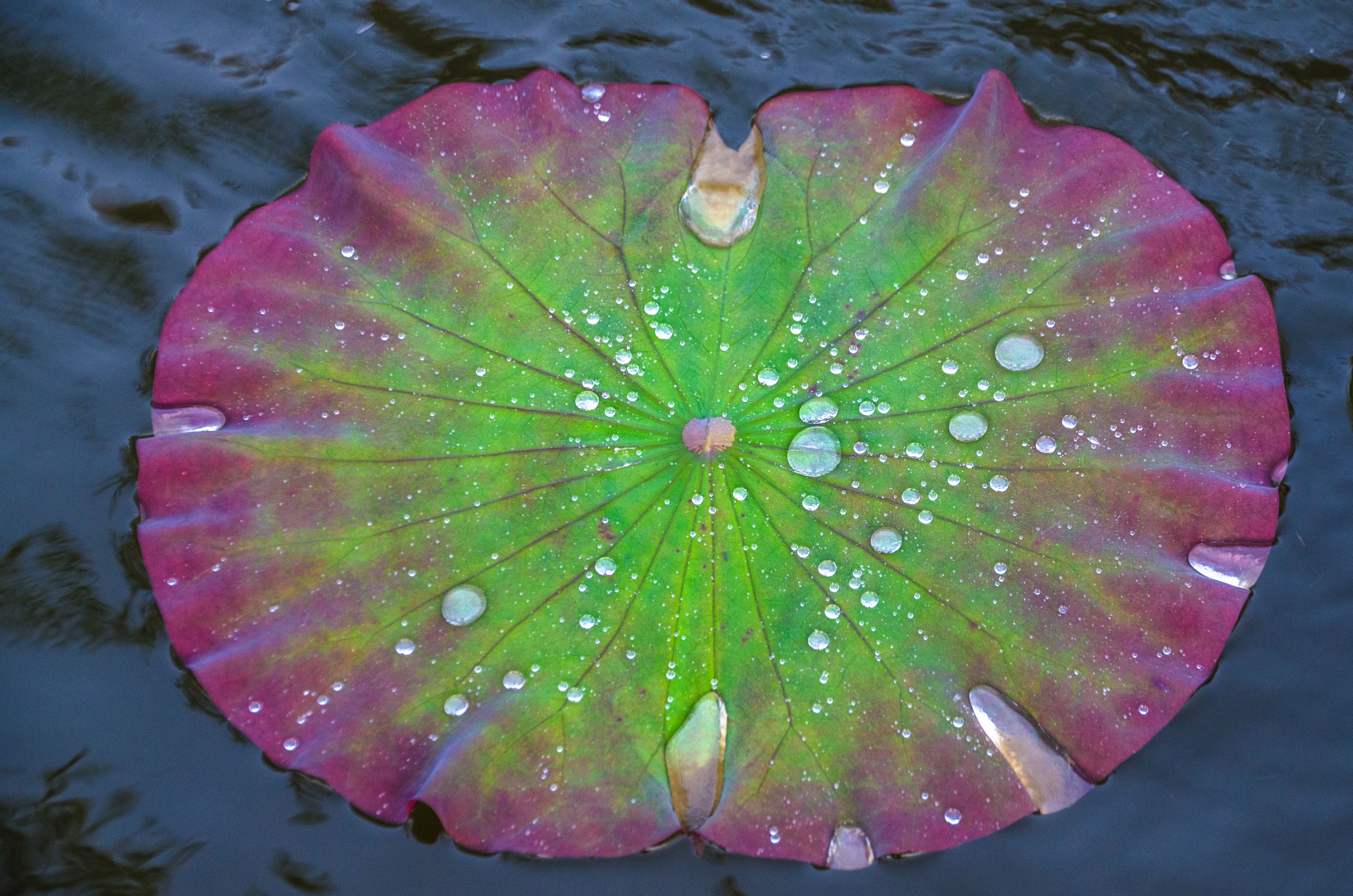 Droplets on Lily Pad, Thailand