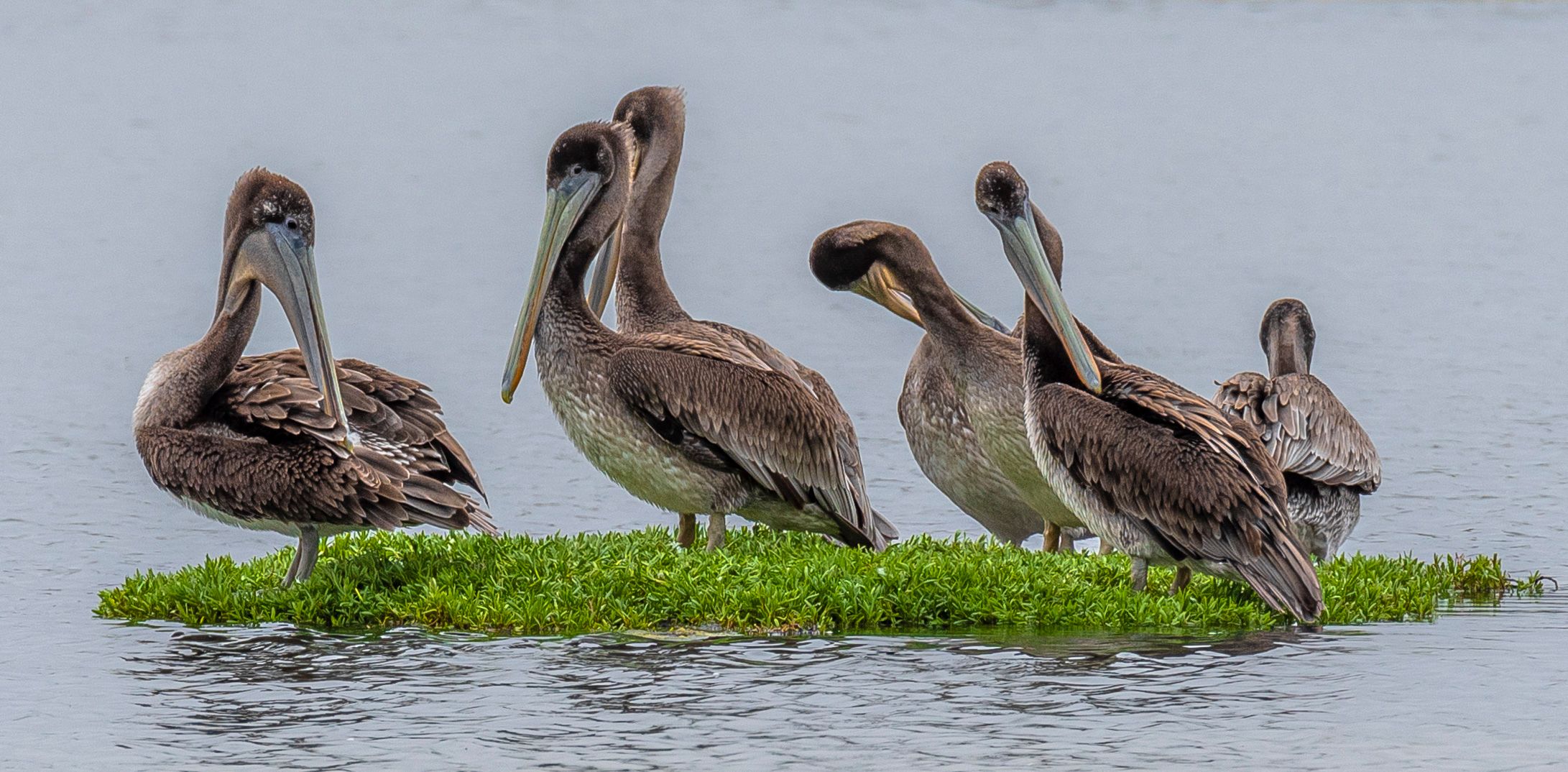 Pelicans, Elkhorn Slough, Moss Landing, California