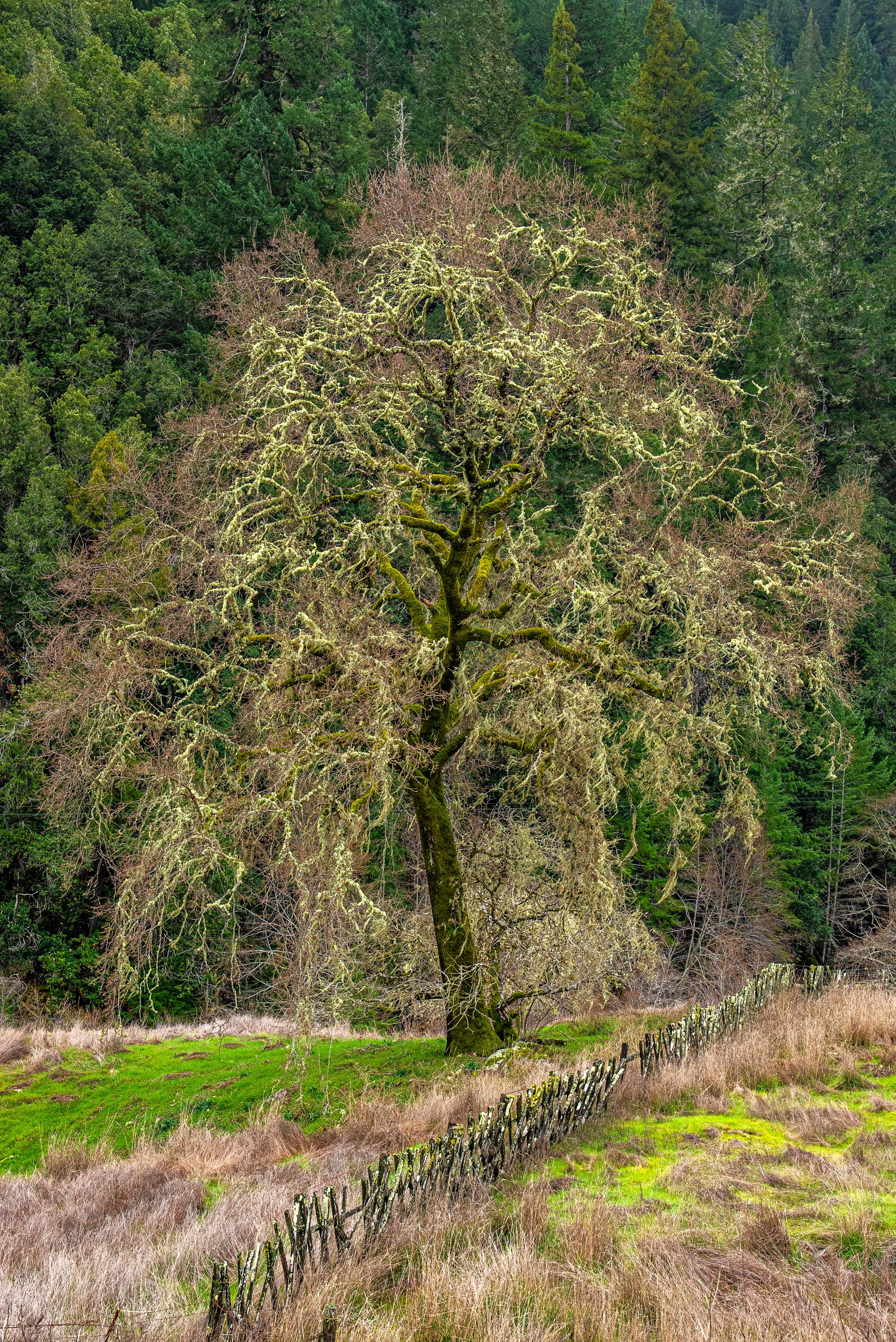 Oak Tree, Yorkville, CA