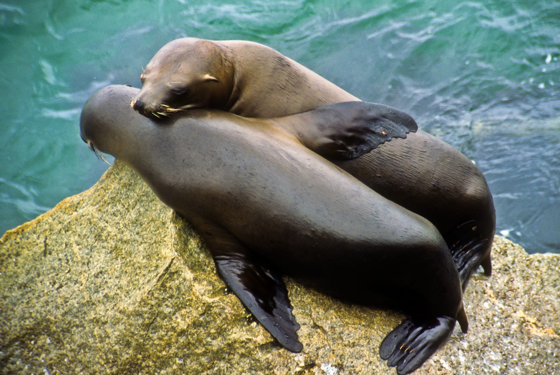 Seals, Monterey Coastline, California