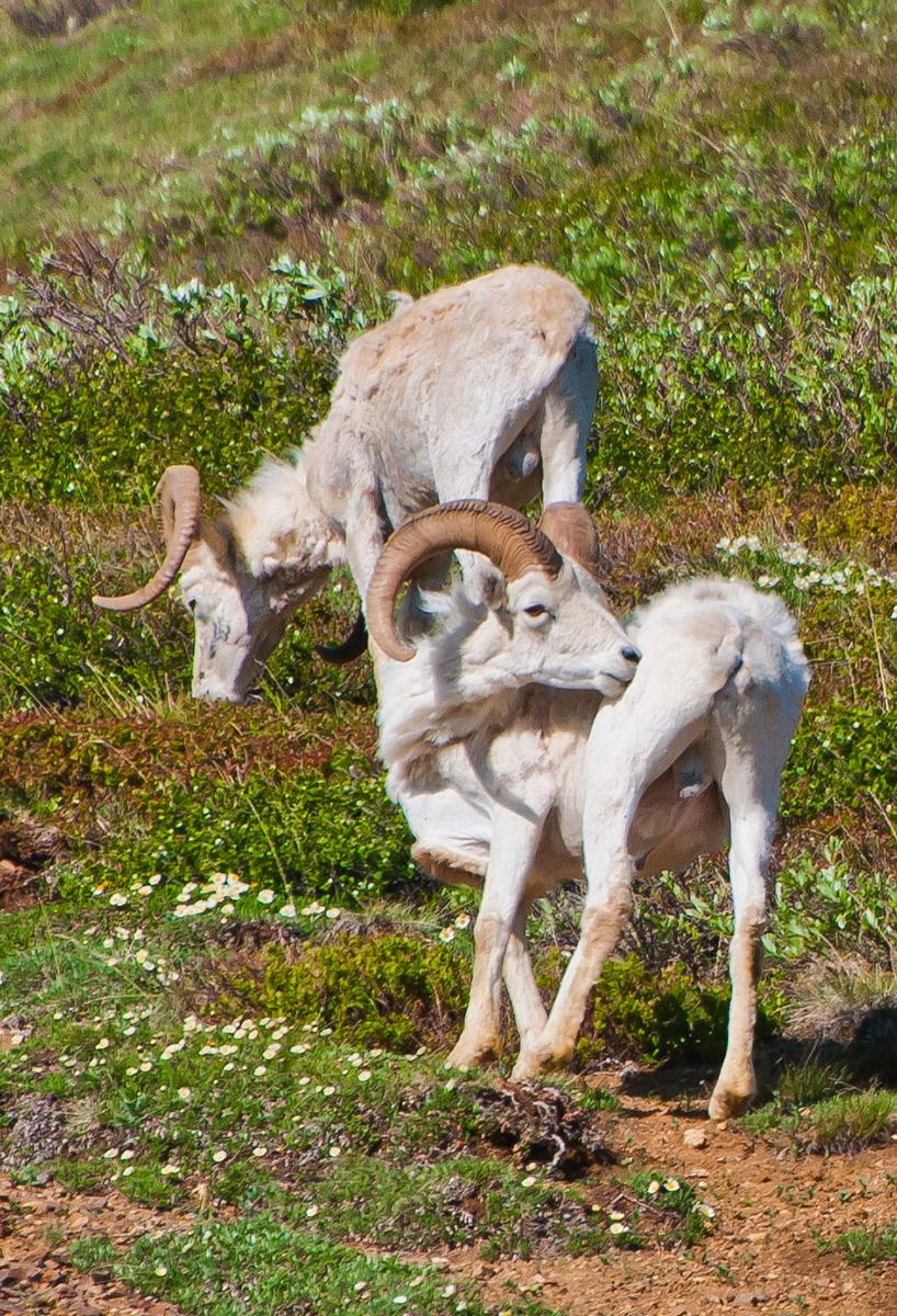 Mountain Goats, Denali National Park, Alaska