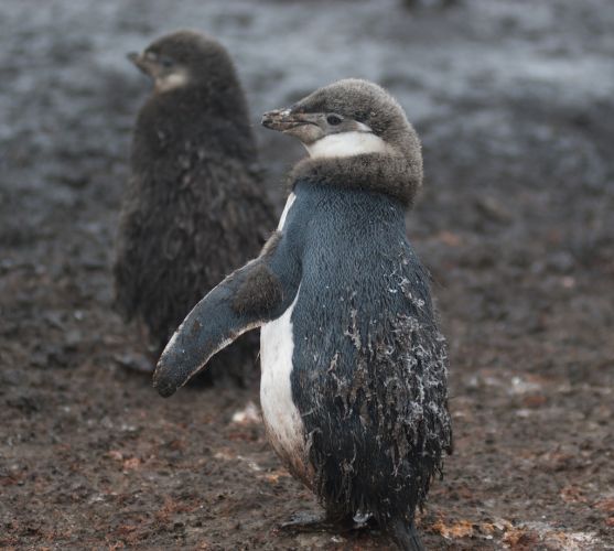 Molting Chinstrap penguin