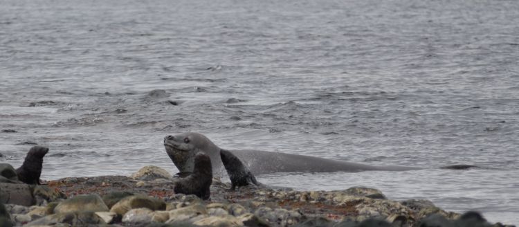 Leopard seal looking for a snack.