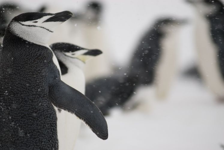 Chinstrap penguins enjoying the snowfall