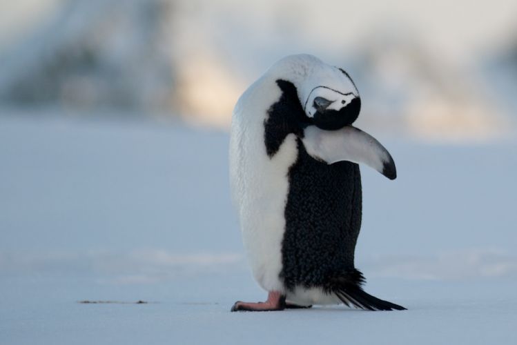 Life as a Chinstrap penguin upside down