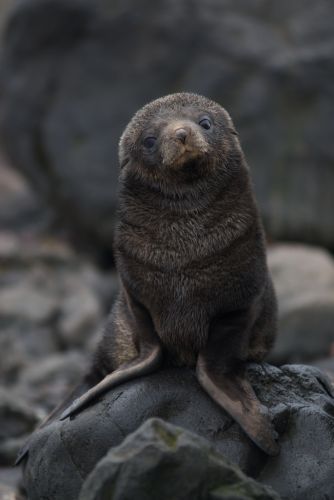 A poised fur seal pup at 2 months old.