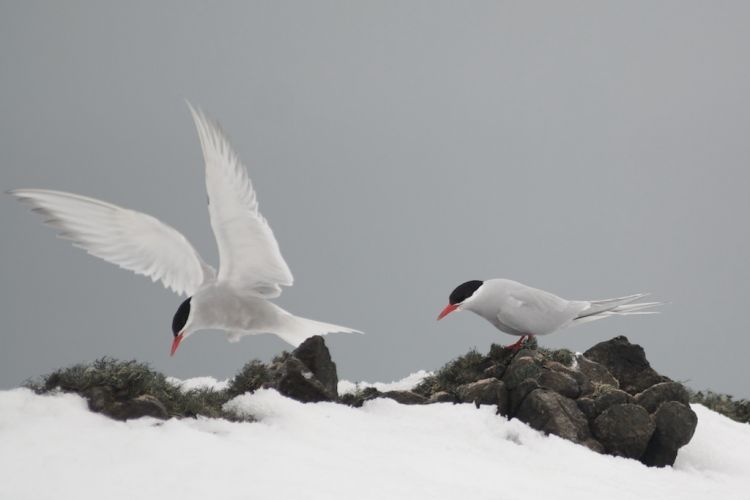 Antarctic terns 