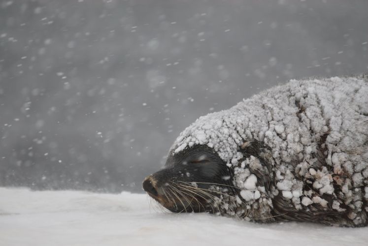 Antarctic fur seal sleeping restfully during a snow storm