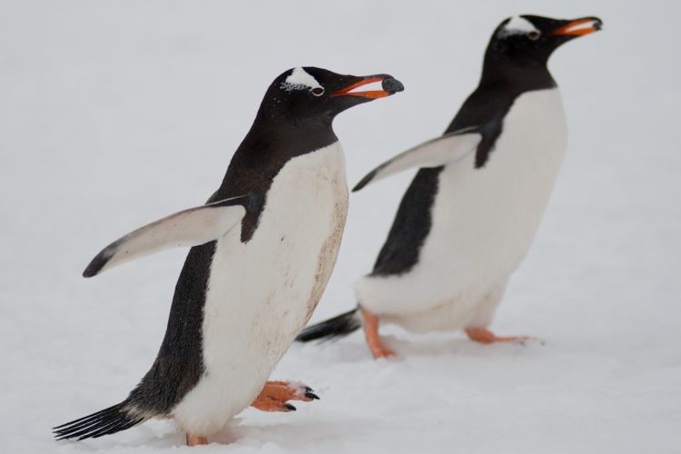 Gentoo penguins methodically choosing rocks for the perfect nest.