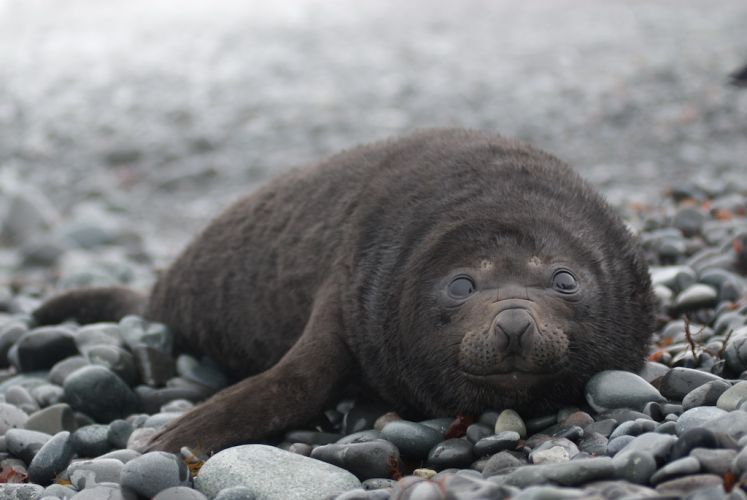 Elephant seal pup enjoying the soft rocks