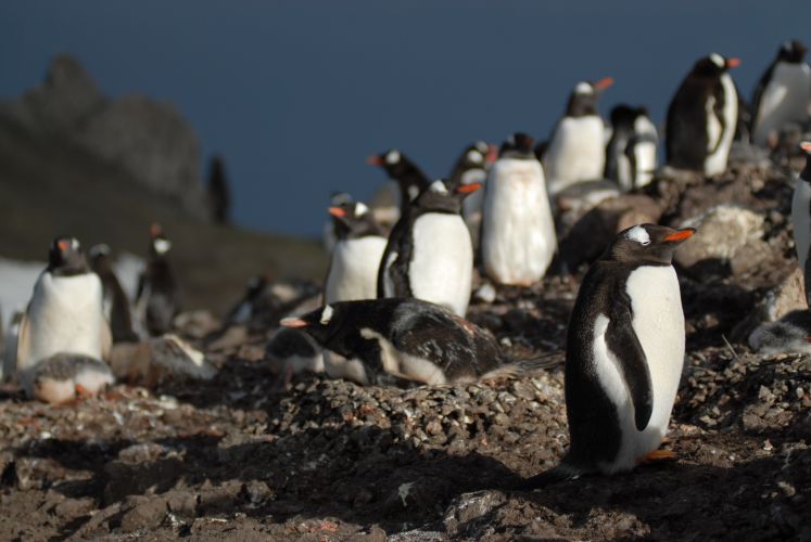 Gentoo penguins enjoying the late sun in January.