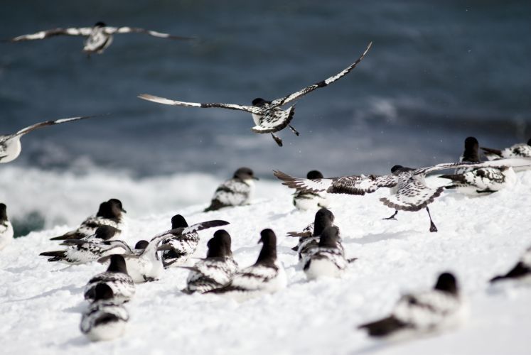 Cape Petrels in flight searching for food.