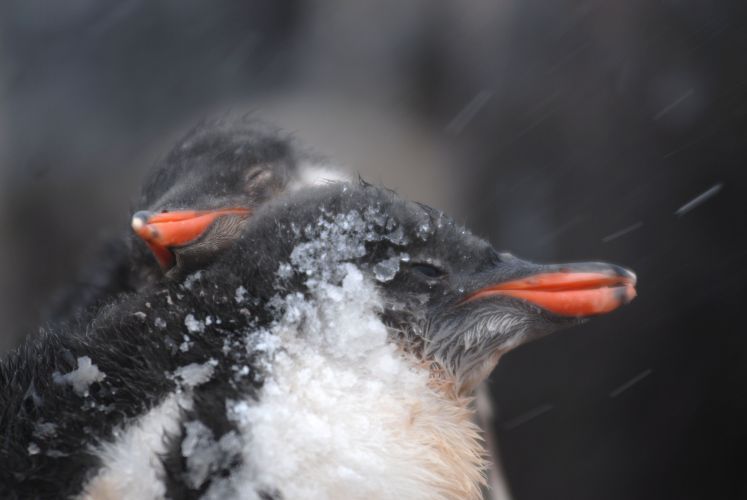 Gentoo chicks snuggling close to maintain heat during a severe snow storm.