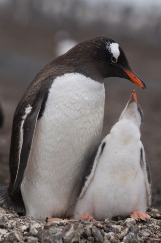 Young Gentoo penguin growing strong