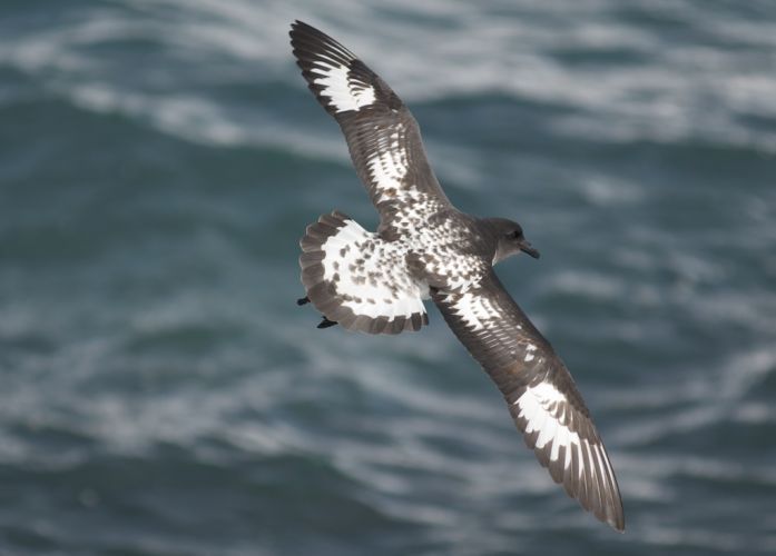 Cape Petrel in flight