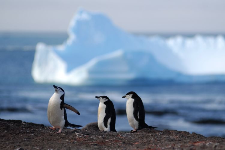 Chinstrap Penguins enjoying the sunshine