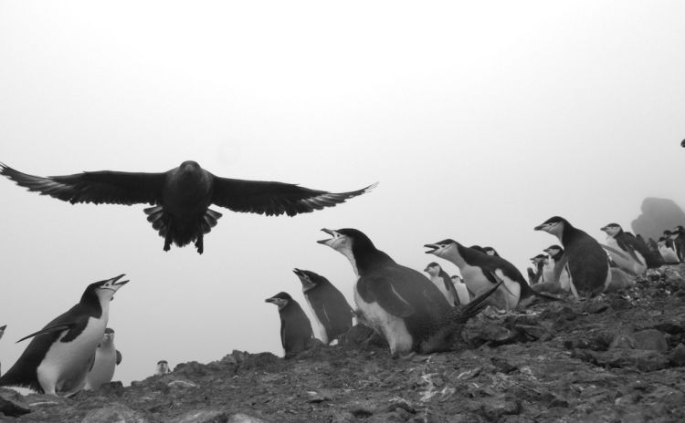 Skua looking for food in the penguin colony.