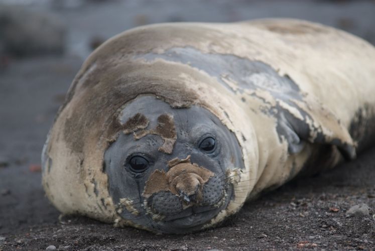 Molting elephant seal pup
