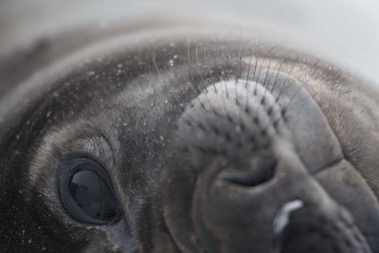 Elephant seal pup resting on the beach