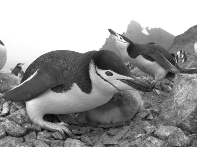 Female Chinstrap penguin protecting her chicks from Skuas and other predators in the area.