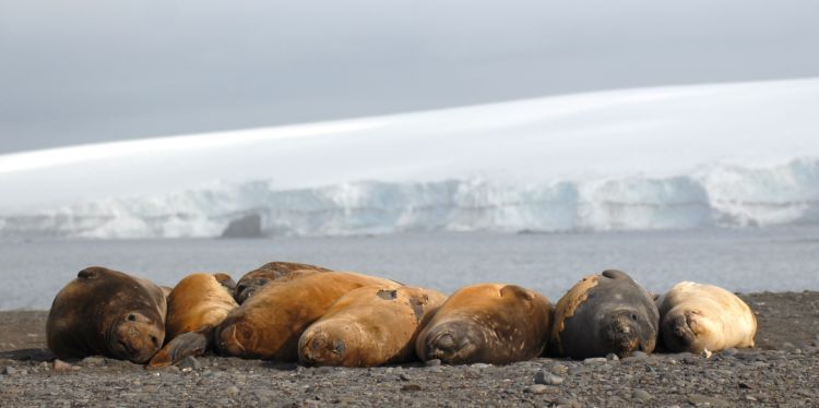 Elephant seals basking in the sunshine