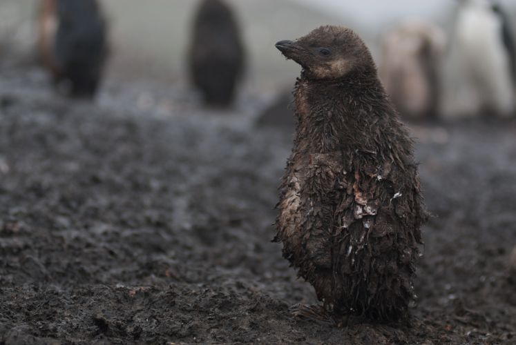 Chinstrap chick covered in penguin feces.