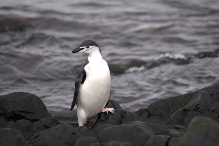 A very dignified looking Chinstrap penguin after a nice swim.