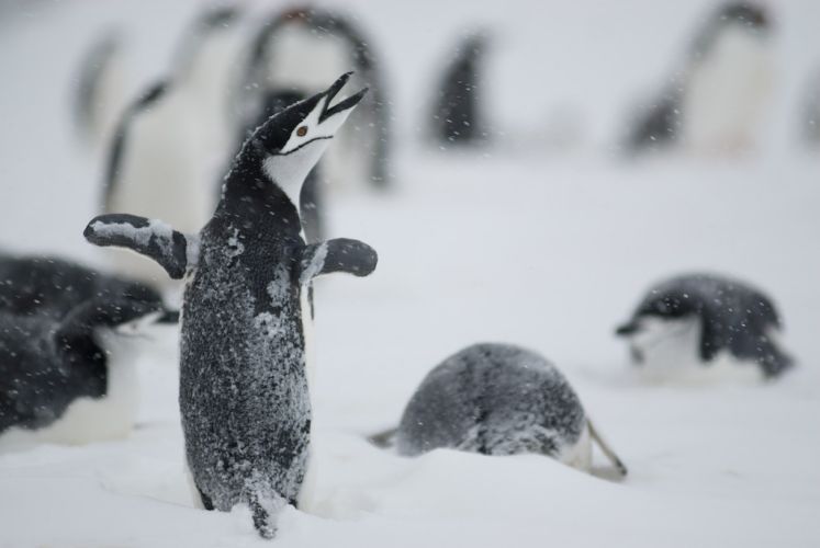 Chinstrap Penguins enjoying the fresh snow.