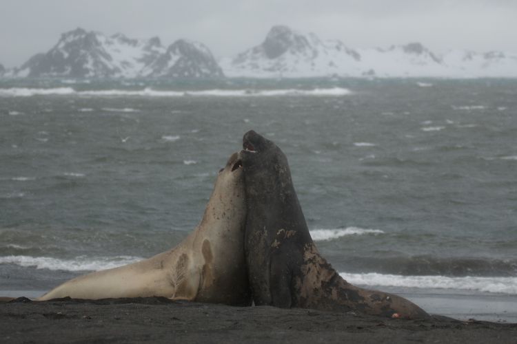 Adult Elephant seals 