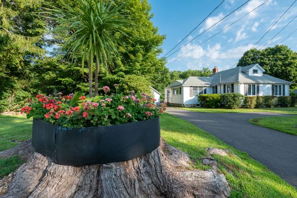 Gernaiums on Tree Stump