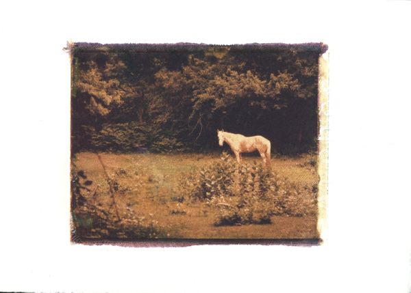 Horse in a Field