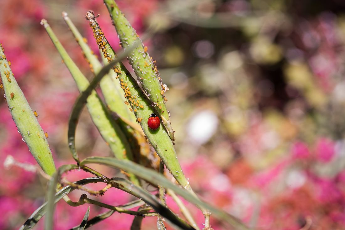 native-3web.jpg