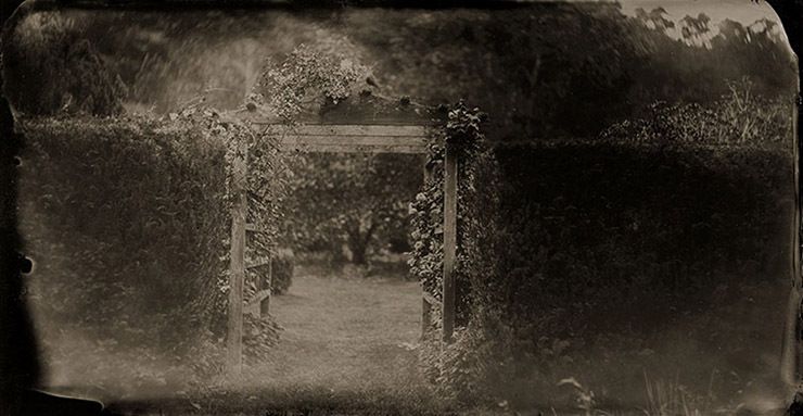 bird   on   trellace