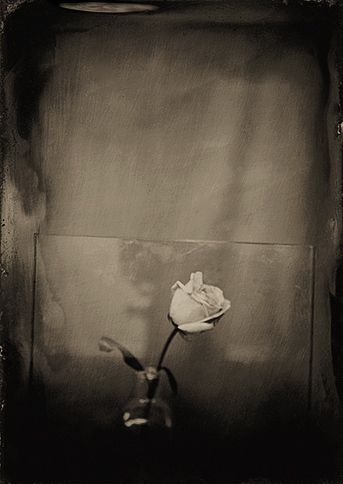 little   white   rose