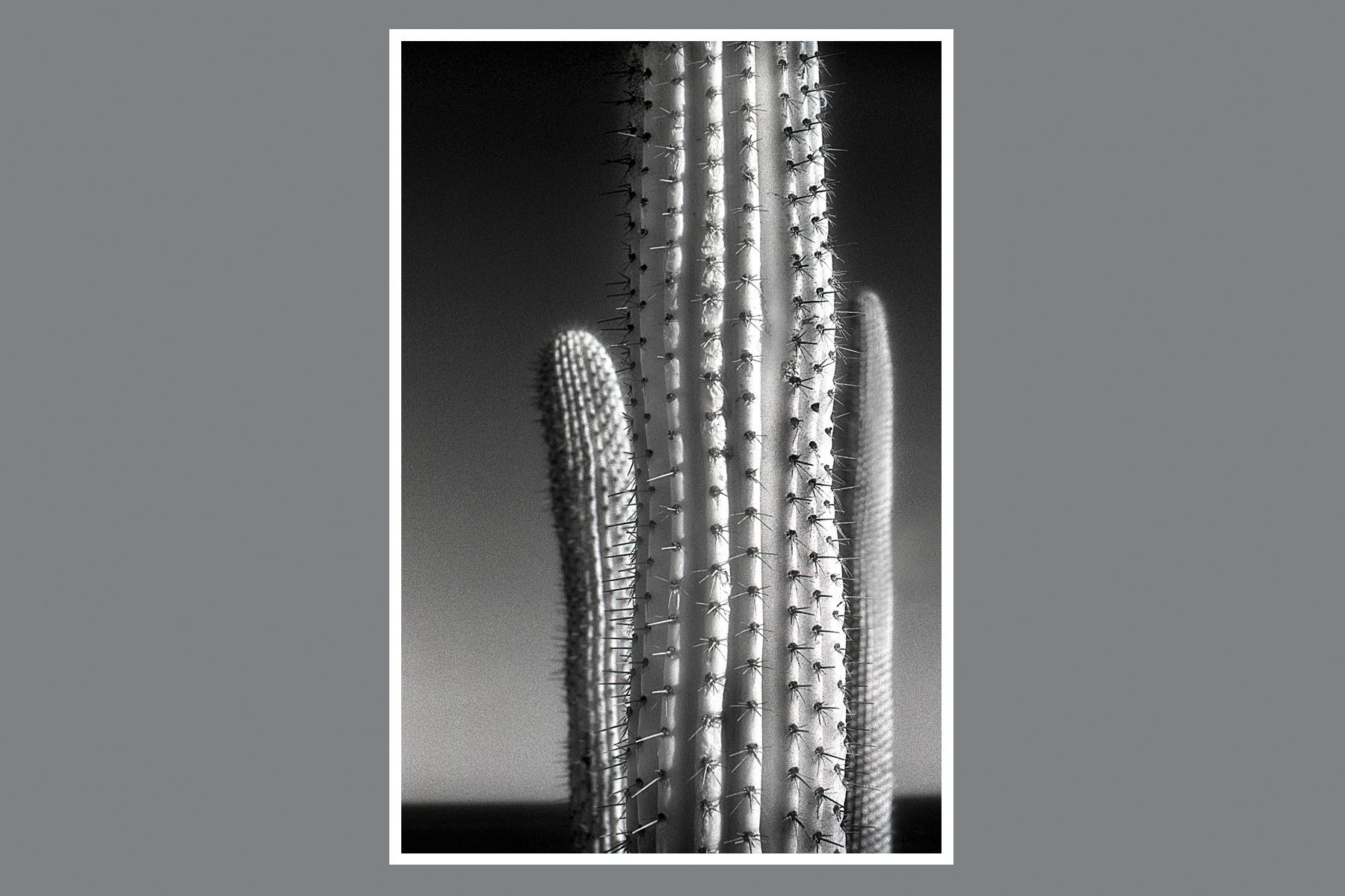 1soulscapes_vertical_cactus_new.jpg