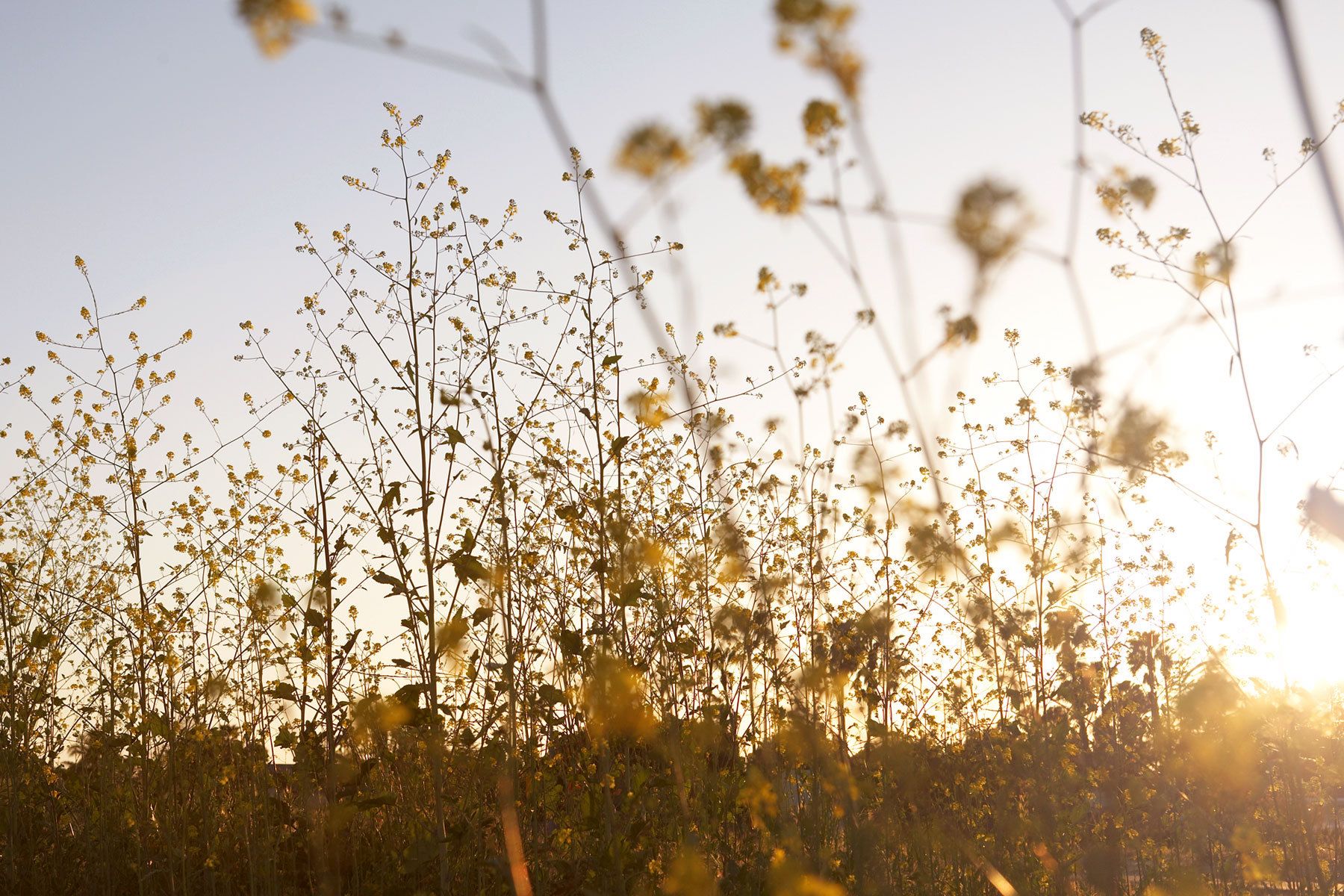 Spring mustard flowers.