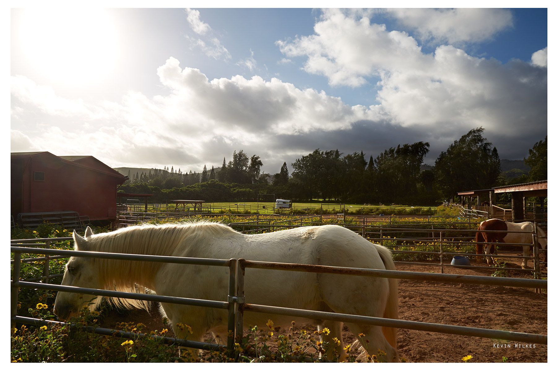 Stables, North Shore, Oahu.