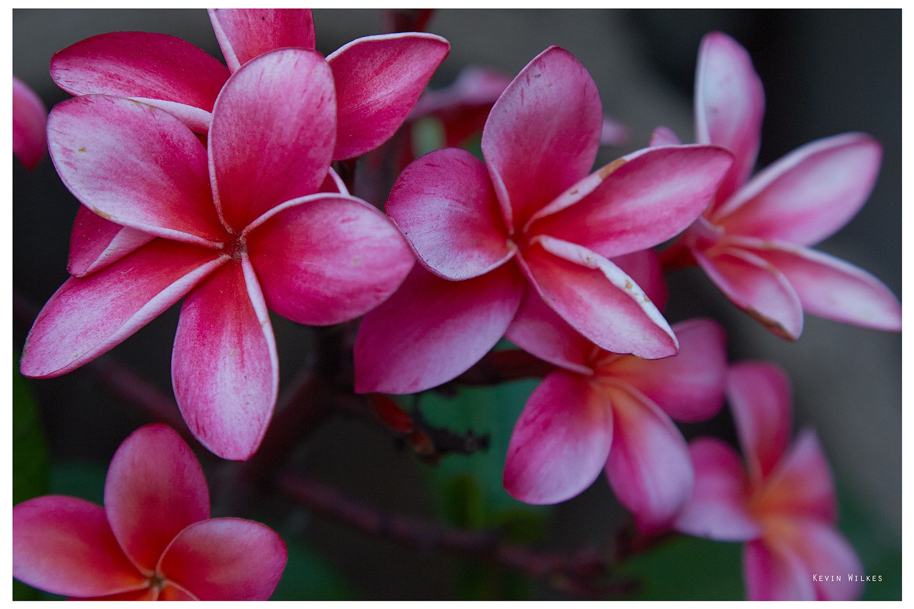 Plumeria, Hawaii.
