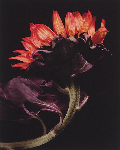 Sunflower VII., 1996, pigment print from 4 x 5" in camera scan, image: 40 x 32", paper: 43 1/2 x 35", edition 10 Sunflower VII