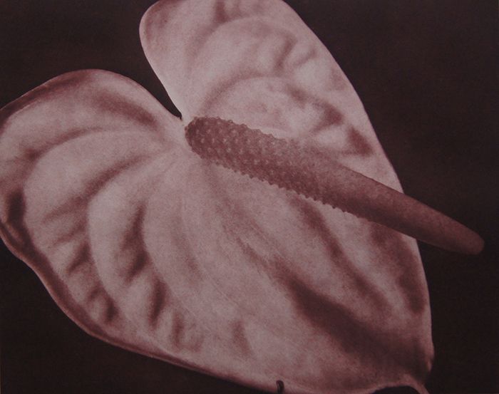 Anthurium I., 1992, traditional copperplate photogravure, plate: 11 x 13 3/4", paper: 22 x 24", edition 20 Anthurium I..jpg