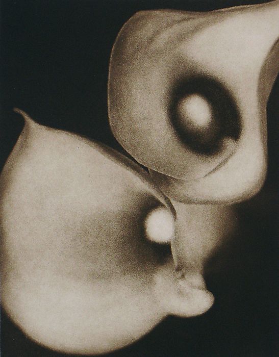 'Calla-Lilies-Detail.jpg