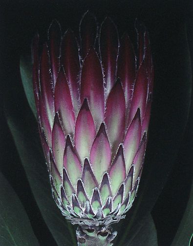 Protea I., 1996, pigment print from 4 x 5" in camera scan, image: 21 1/2 x 17 1/2", paper: 24 x 22", edition 50 Protea I