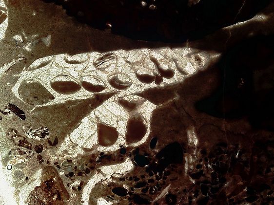 Thin Section I., 2009, pigment print, 23 x 30", Ed. 10 Thin Section I