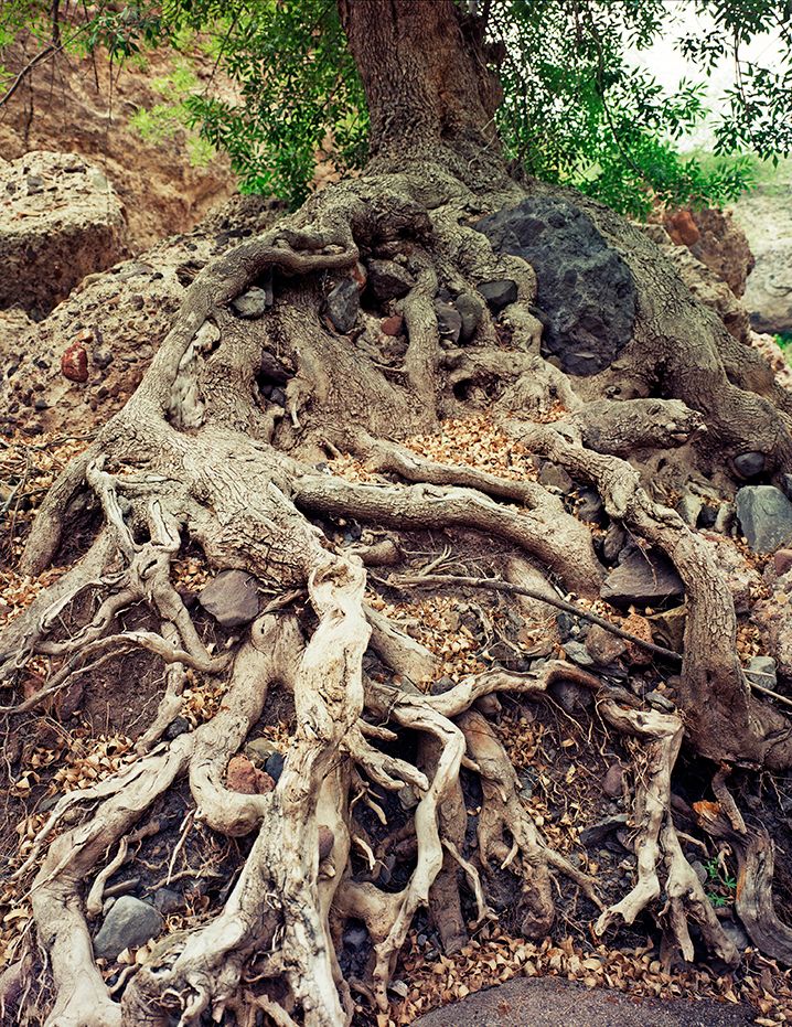 plate: 1016 plate: 1016