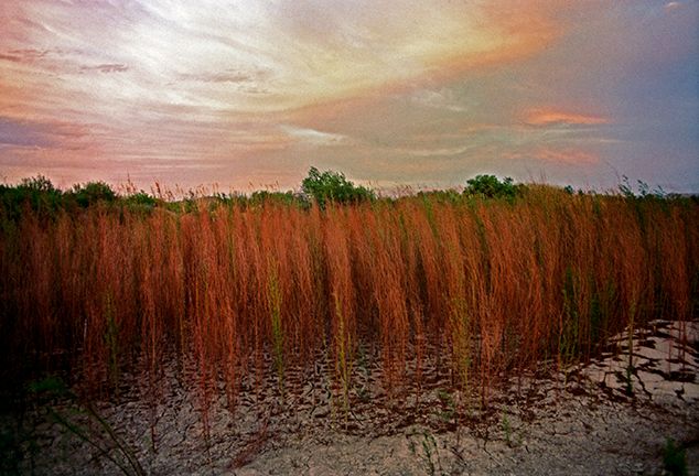 plate: 1002 plate: 1002