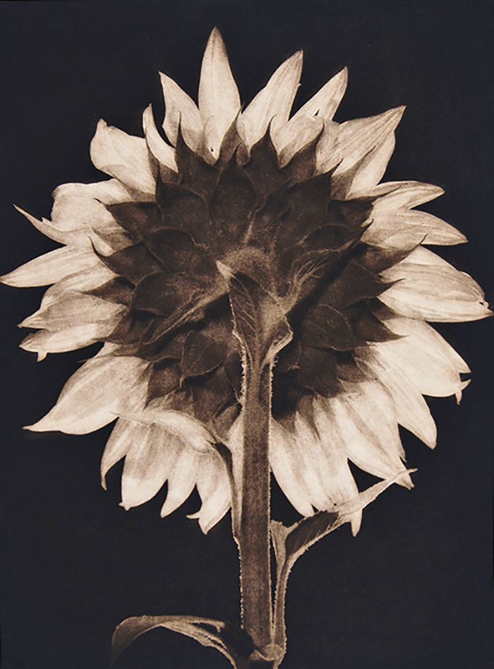 untitled, from Suite "5", 1990,, traditional copperplate photogravure, plate: 15 3/4 x 11 3/4", paper: 28 x 22". edition 30 Suite 5 1 copy.jpg