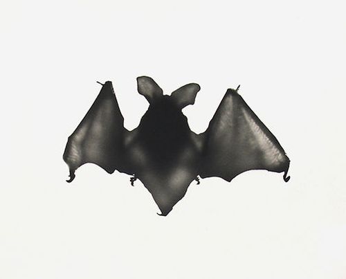 untitled, 2005, gelatin silveer print, 8 x 10", editiion 15 untitled